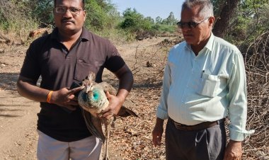 सर्पमित्र राहुल गायकवाड यांनी भारताचा राष्ट्रीय पक्षी लांडोरी मोर या जातीच्या पक्षाला केले रेस्क्यू