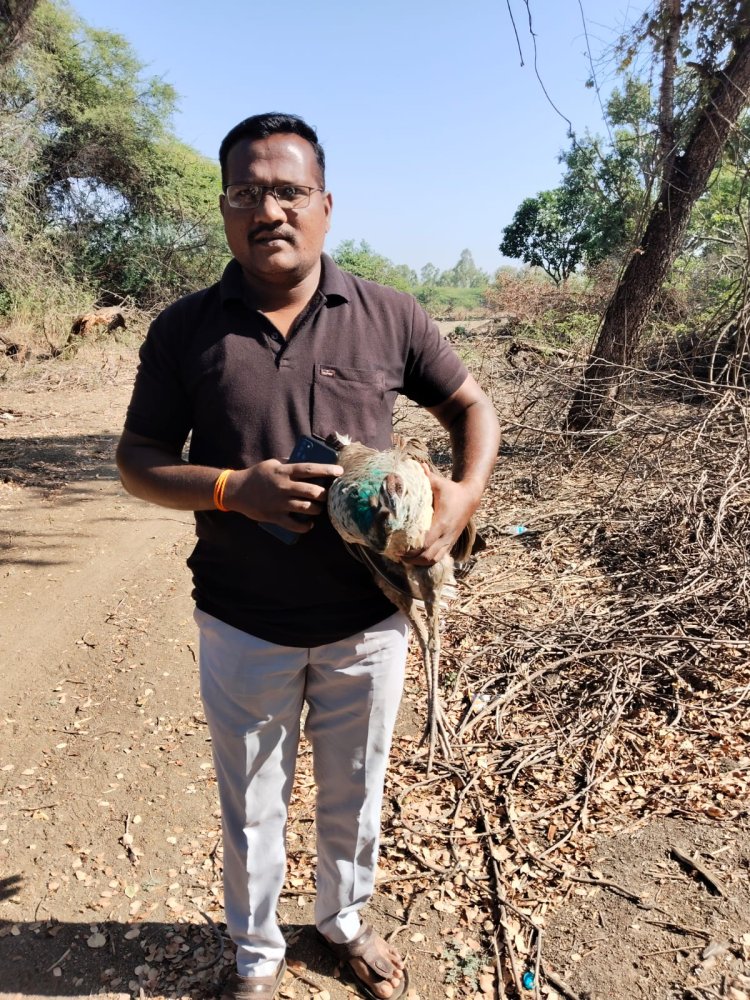 सर्पमित्र राहुल गायकवाड यांनी भारताचा राष्ट्रीय पक्षी लांडोरी मोर या जातीच्या पक्षाला केले रेस्क्यू