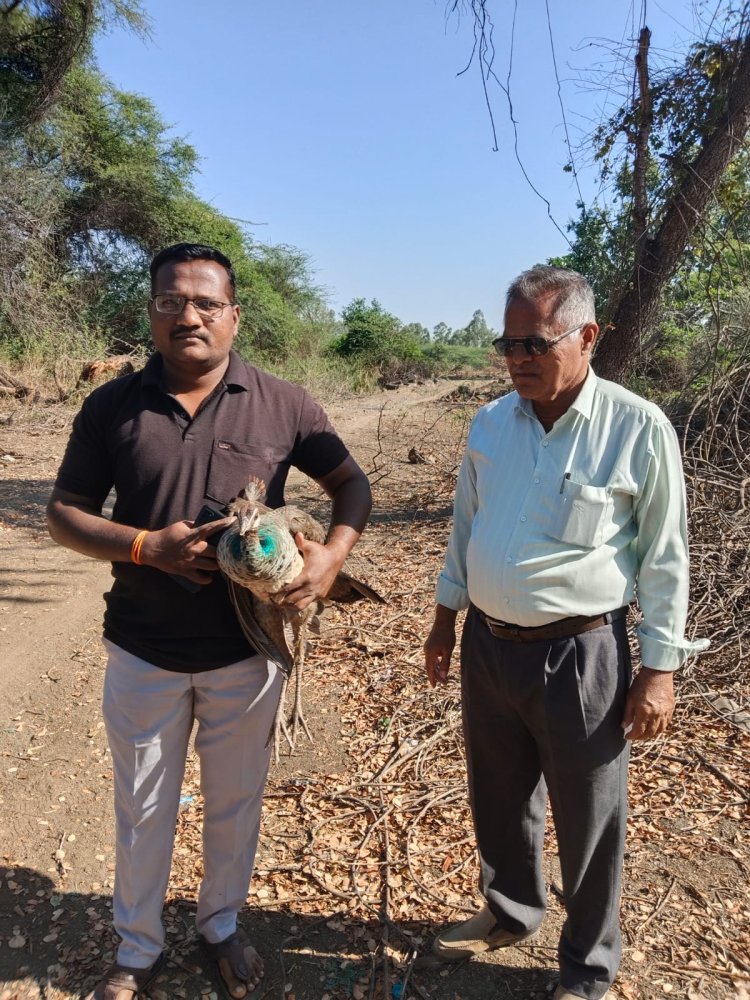 सर्पमित्र राहुल गायकवाड यांनी भारताचा राष्ट्रीय पक्षी लांडोरी मोर या जातीच्या पक्षाला केले रेस्क्यू
