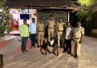 म्हैसगावच्या केदारेश्वर मंदिरातील दानपेटी फोडणाऱ्या आरोपीला राहुरी पोलिसांनी 4 तासांत गजाआड केलं*