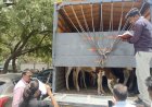 राहुरी पोलिसांचा खाटीक गल्लीत छापा; कत्तलीसाठी आणलेल्या 27 गोवंशीय गाई जप्त*