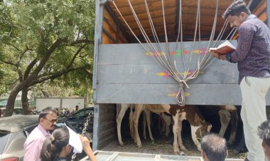 राहुरी पोलिसांचा खाटीक गल्लीत छापा; कत्तलीसाठी आणलेल्या 27 गोवंशीय गाई जप्त*