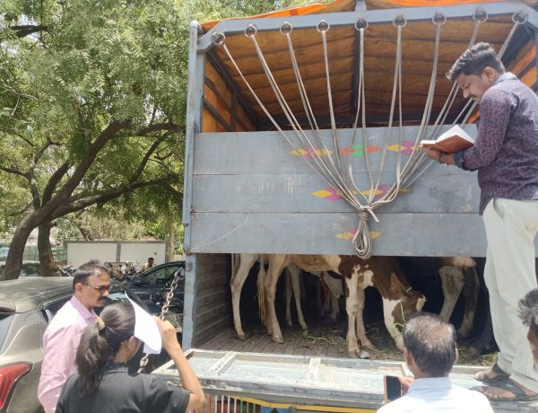 राहुरी पोलिसांचा खाटीक गल्लीत छापा; कत्तलीसाठी आणलेल्या 27 गोवंशीय गाई जप्त*