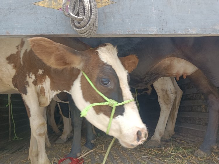 राहुरी पोलिसांचा खाटीक गल्लीत छापा; कत्तलीसाठी आणलेल्या 27 गोवंशीय गाई जप्त*