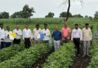 विद्यापीठ शास्त्रज्ञांचे कापूस उत्पादक शेतकऱ्यांना मार्गदर्शन