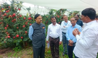 राहुरी कृषी विद्यापीठाच्या तंत्रज्ञानाची किमया :दहा एकरांत 154 टन डाळिंब , 2.78 कोटींचे उत्पन्न