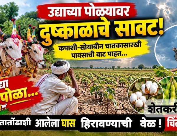 बैलपोळ्याच्या सणावर दुष्काळाचे सावट,यंदाचा पोळा कोरडाच,शेतकरी चिंताग्रस्त.