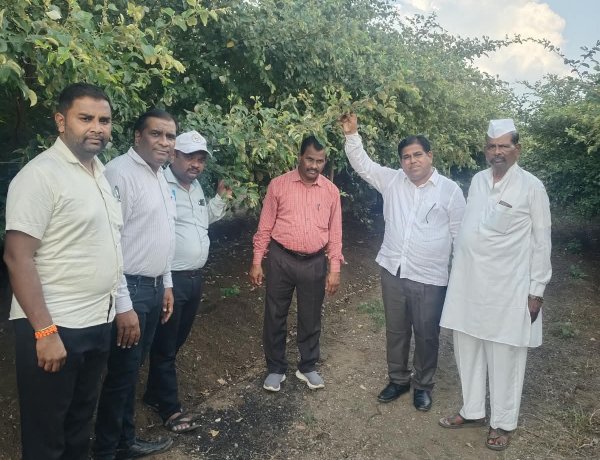 महात्मा फुले कृषी विद्यापीठाच्या शिफारशीत चुहारा बोर वाणातून समृद्धीची नवी दिशा