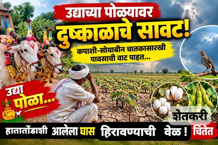 बैलपोळ्याच्या सणावर दुष्काळाचे सावट,यंदाचा पोळा कोरडाच,शेतकरी चिंताग्रस्त.