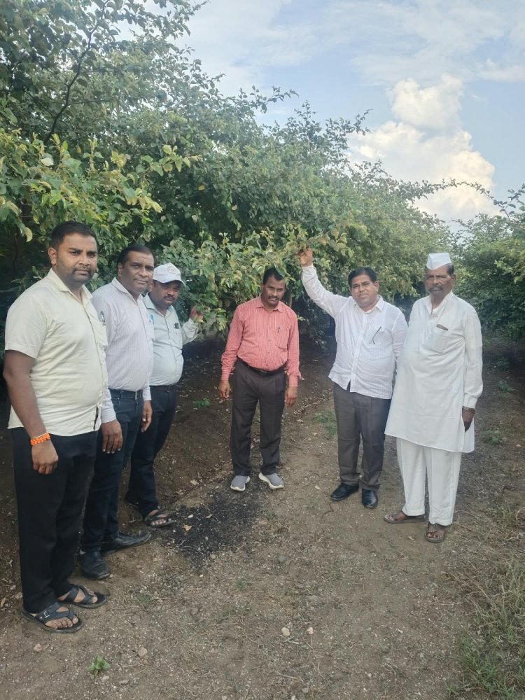 महात्मा फुले कृषी विद्यापीठाच्या शिफारशीत चुहारा बोर वाणातून समृद्धीची नवी दिशा