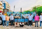 संगमनेर येथे कत्तलीच्या उद्देशाने डांबून ठेवलेल्या 25 गोवंशीय जनावरांची सुटका ; स्थानिक गुन्हे शाखेची कारवाई