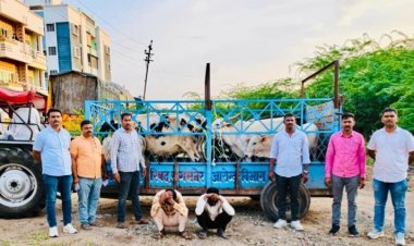 संगमनेर येथे कत्तलीच्या उद्देशाने डांबून ठेवलेल्या 25 गोवंशीय जनावरांची सुटका ; स्थानिक गुन्हे शाखेची कारवाई