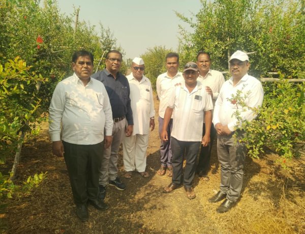 कोल्हार येथे डाळिंबावरील रोग व किडींच्या व्यवस्थापनाबाबत कृषी विद्यापीठाच्या शास्त्रज्ञांकडून शेतकऱ्यांना मार्गदर्शन