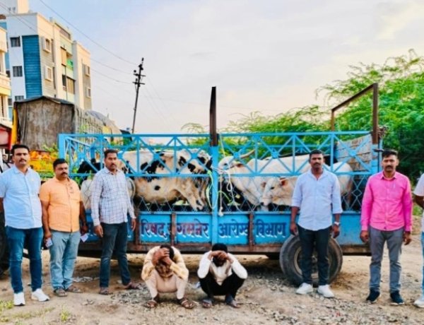 संगमनेर येथे कत्तलीच्या उद्देशाने डांबून ठेवलेल्या 25 गोवंशीय जनावरांची सुटका ; स्थानिक गुन्हे शाखेची कारवाई