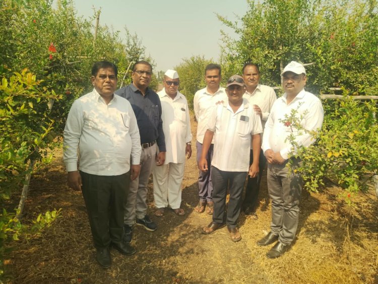 कोल्हार येथे डाळिंबावरील रोग व किडींच्या व्यवस्थापनाबाबत कृषी विद्यापीठाच्या शास्त्रज्ञांकडून शेतकऱ्यांना मार्गदर्शन
