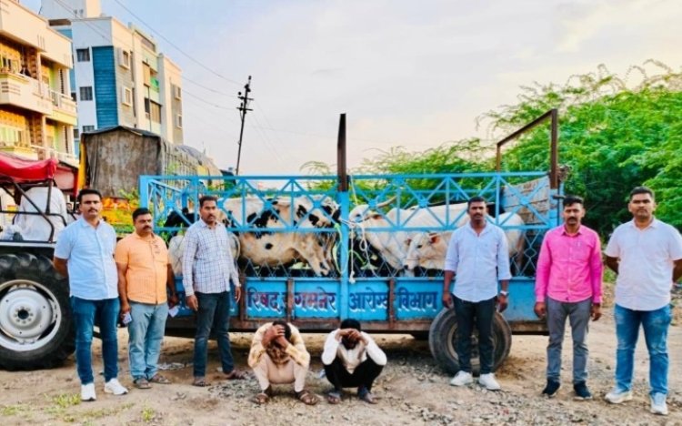 संगमनेर येथे कत्तलीच्या उद्देशाने डांबून ठेवलेल्या 25 गोवंशीय जनावरांची सुटका ; स्थानिक गुन्हे शाखेची कारवाई